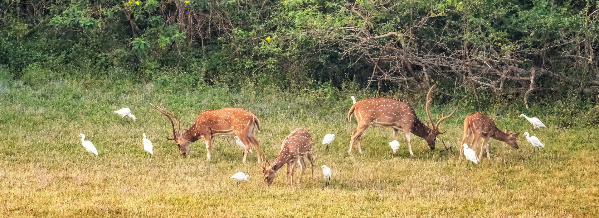 Unique Parks to Explore the Next Time You Visit Yala
