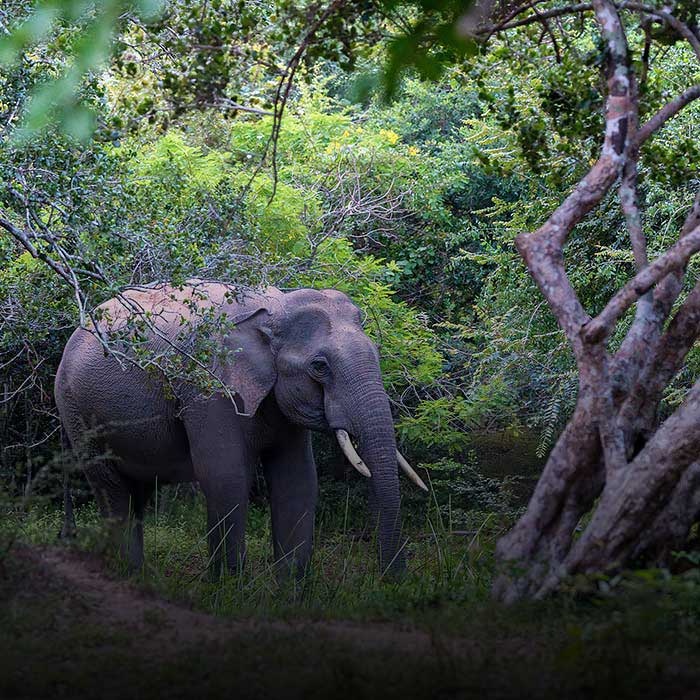 The Secret Side of Yala, A Nature Lover’s Paradise in Sri Lanka