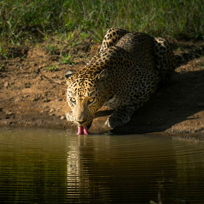The Secret Side of Yala A Nature Lovers Paradise in Sri Lanka