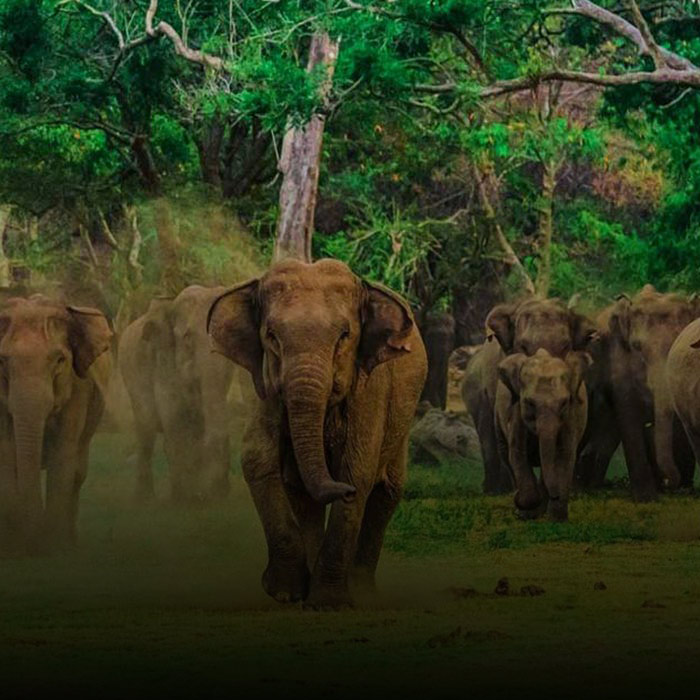 Best Attractions and Activities to Do in Yala