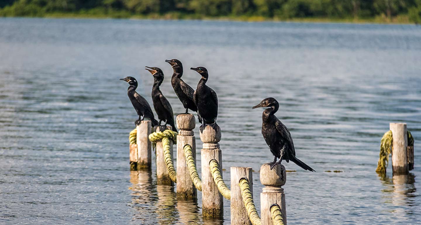 Birds Watching