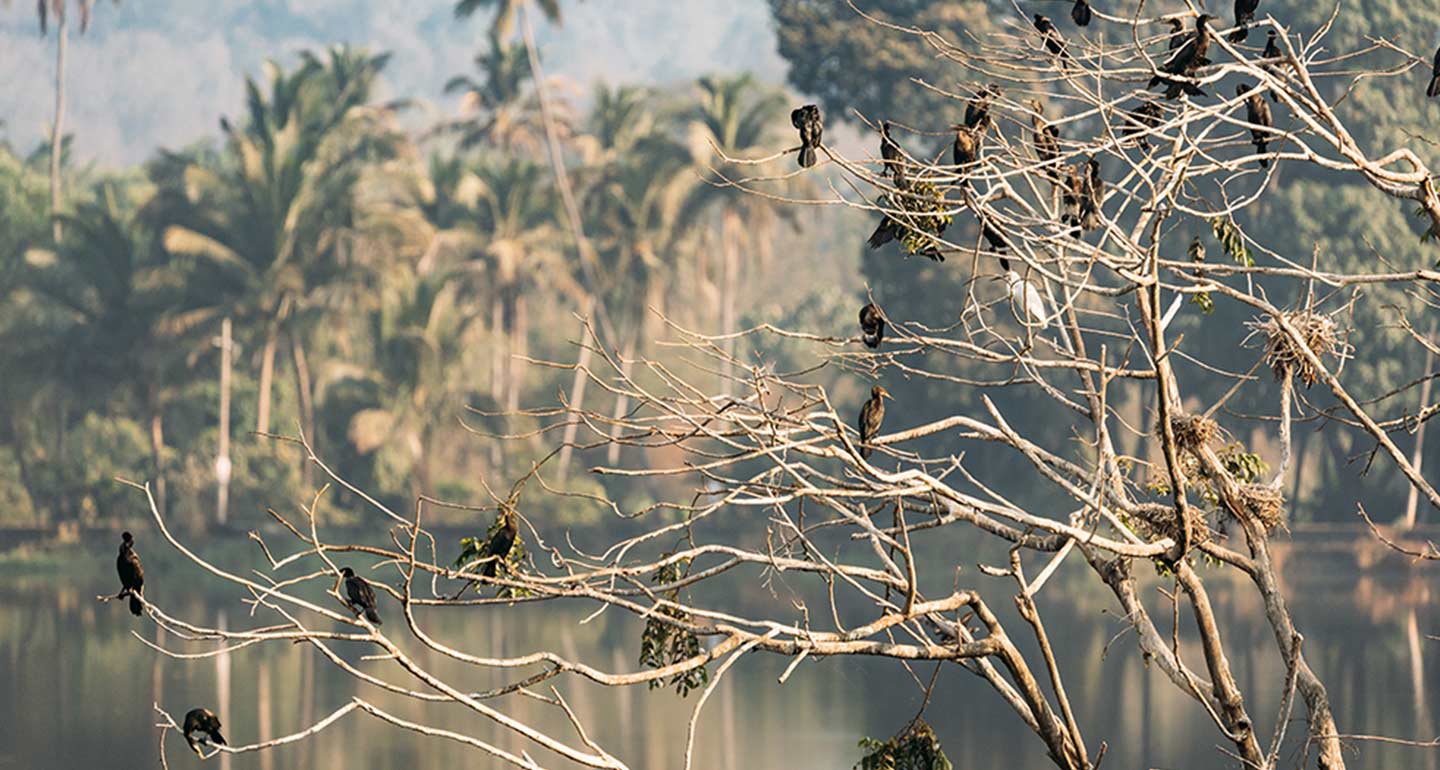 Birds Watching