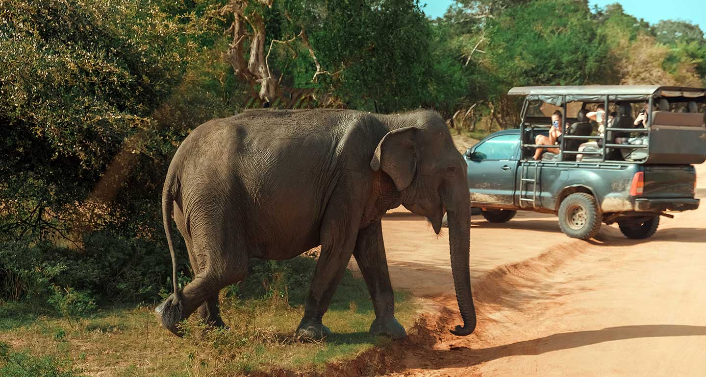 Wildlife Safari in Yala