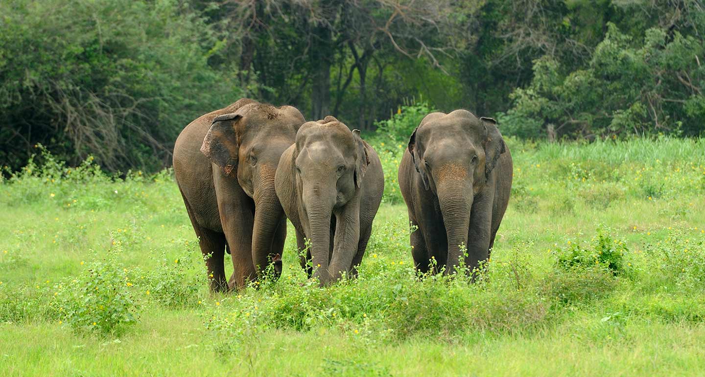 Wildlife Safari in Yala