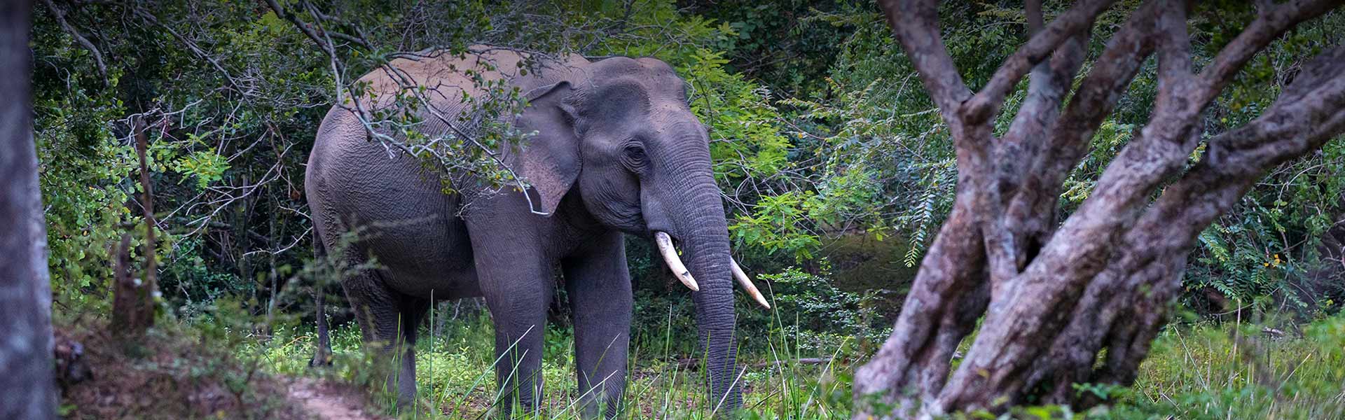 Wildlife Safari in Yala