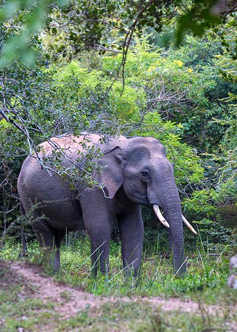 Ceylon Elephant Visit