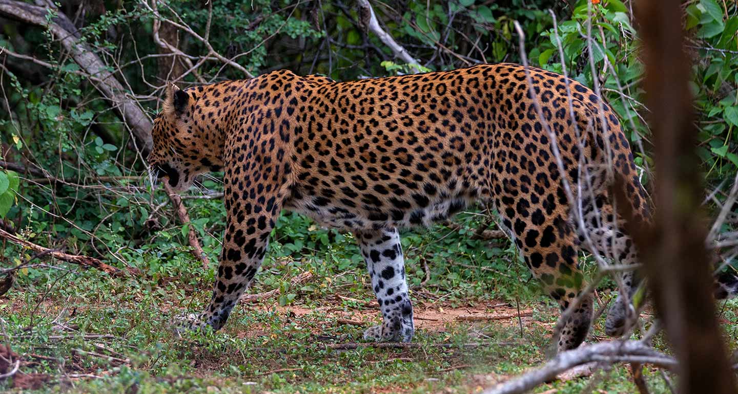 Wildlife Safari in Yala