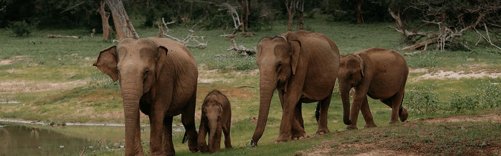Elephants in Yala National Park