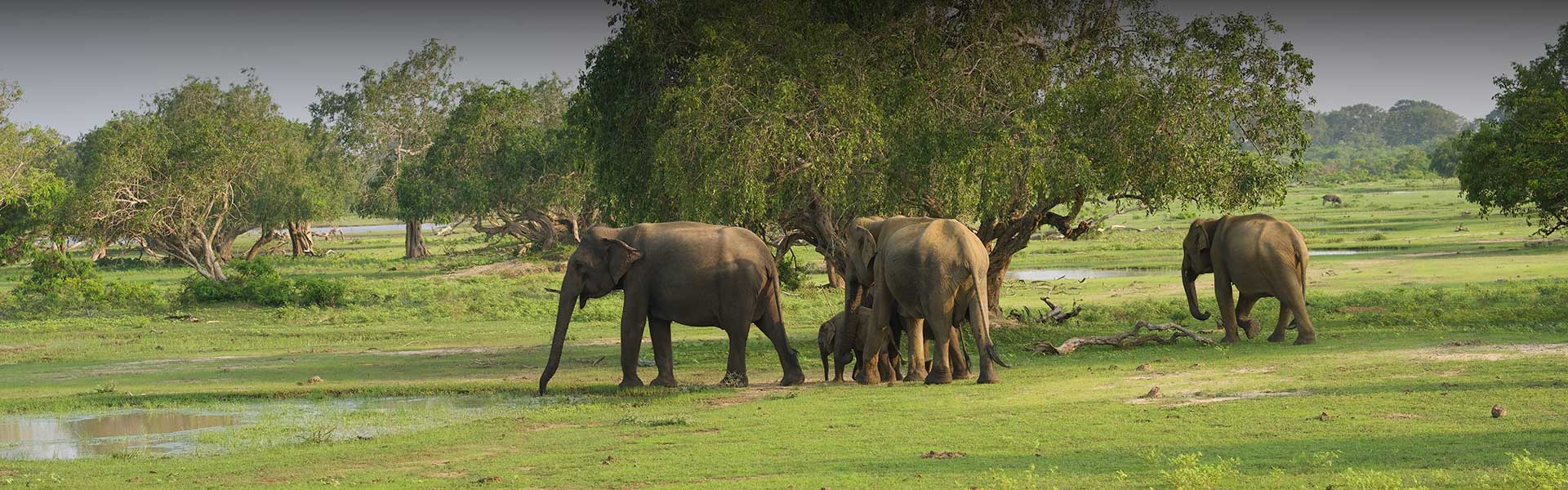 Experiences in Yala