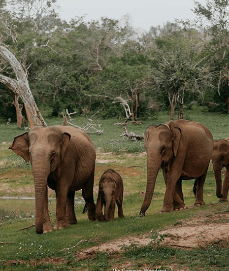 Yala National Park