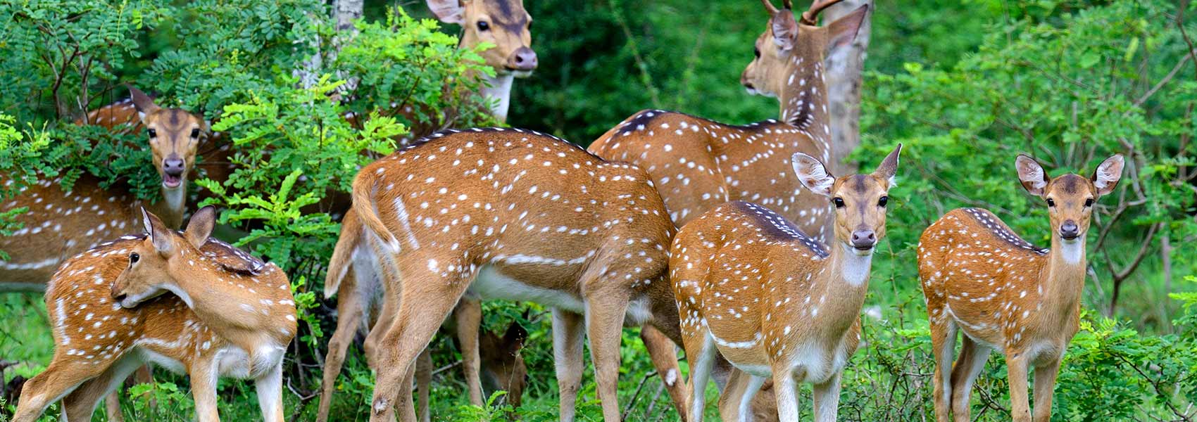 Wildlife Family Journey