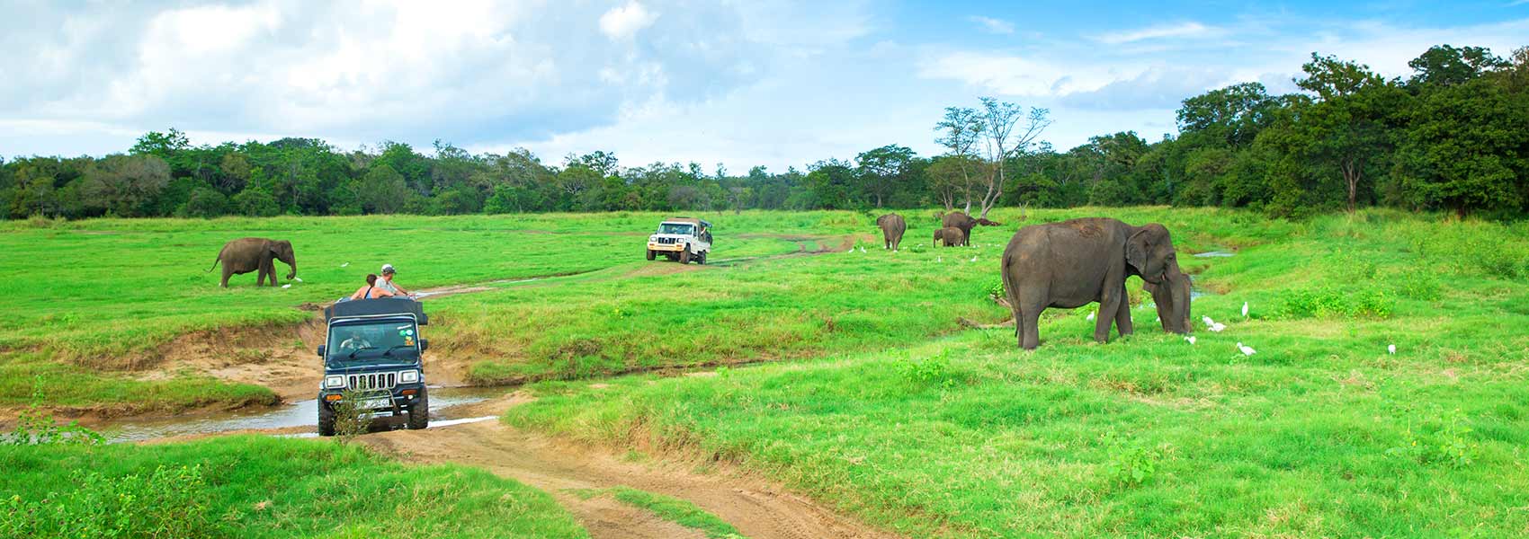 Wildlife Family Journey