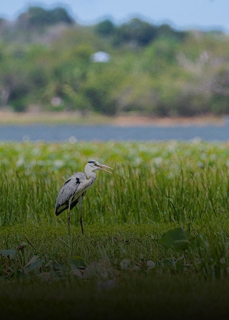 Bird Watching
