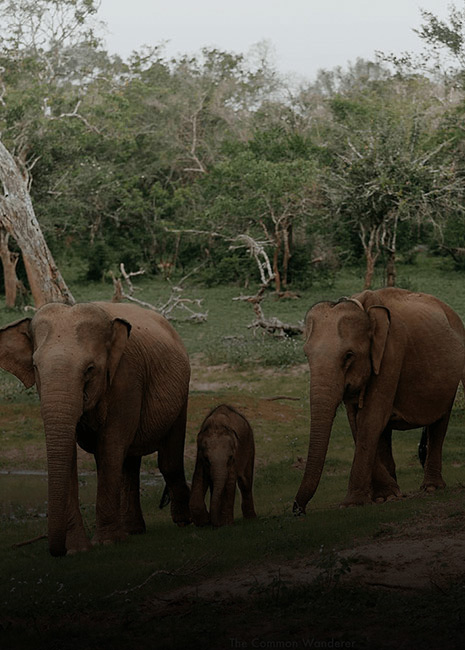 Elephants in Yala