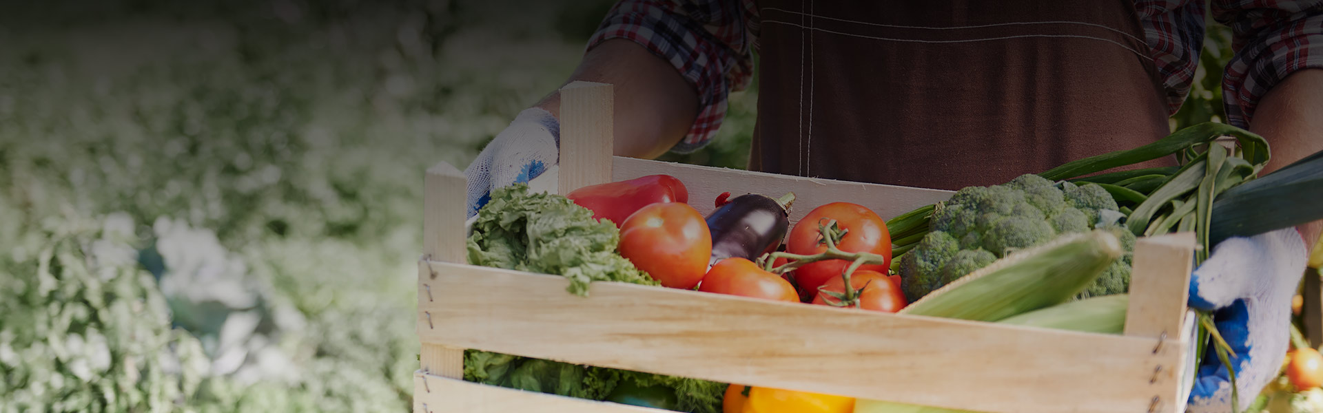Sri Lanka's Farm-to-Table Organic Dining