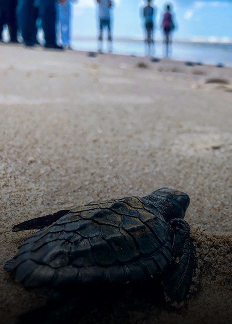 Turtle in Rekawa Beach