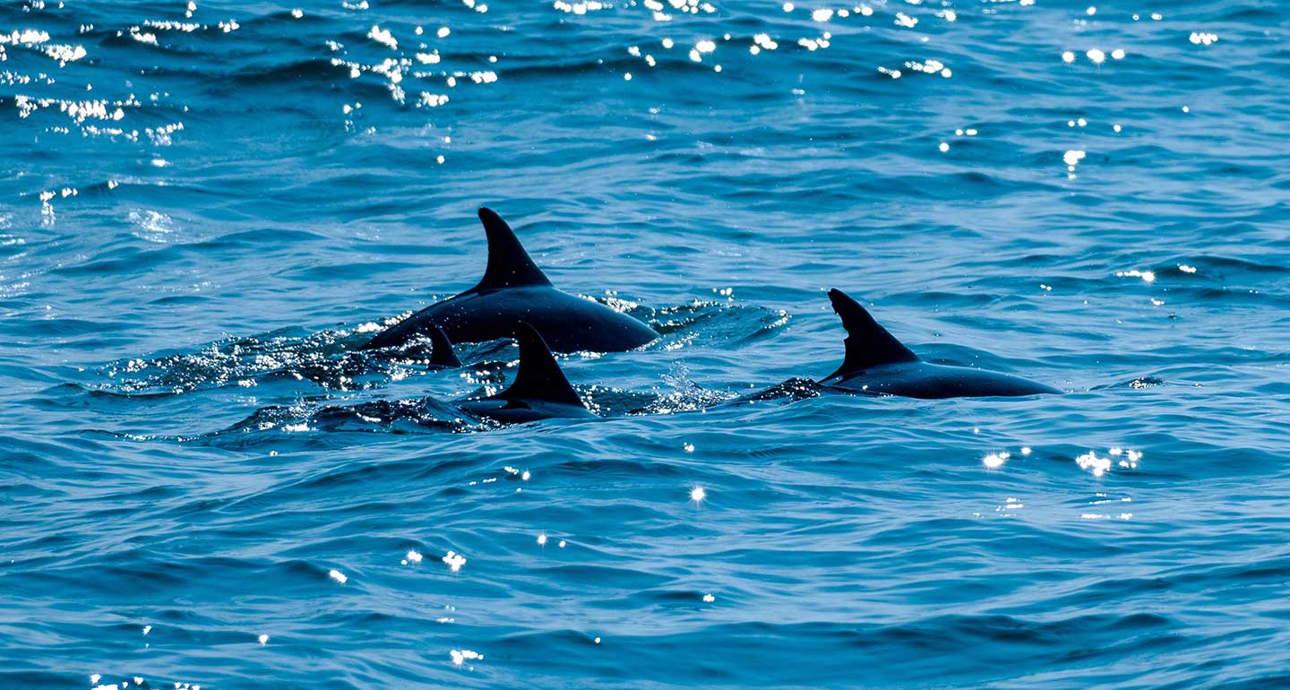 Dolphins