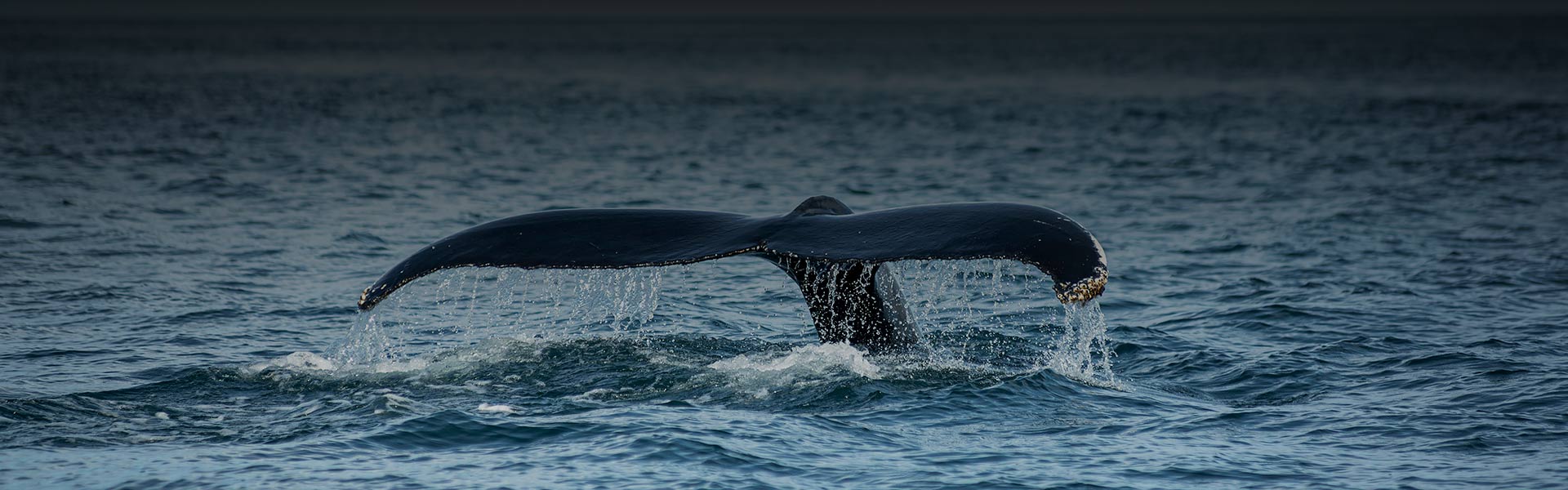 Whale Watching