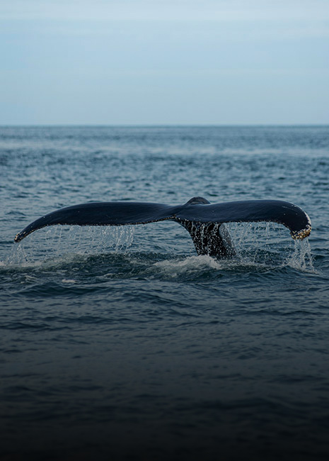 Whale