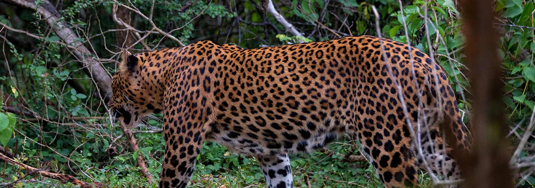 Wildlife Family Journey