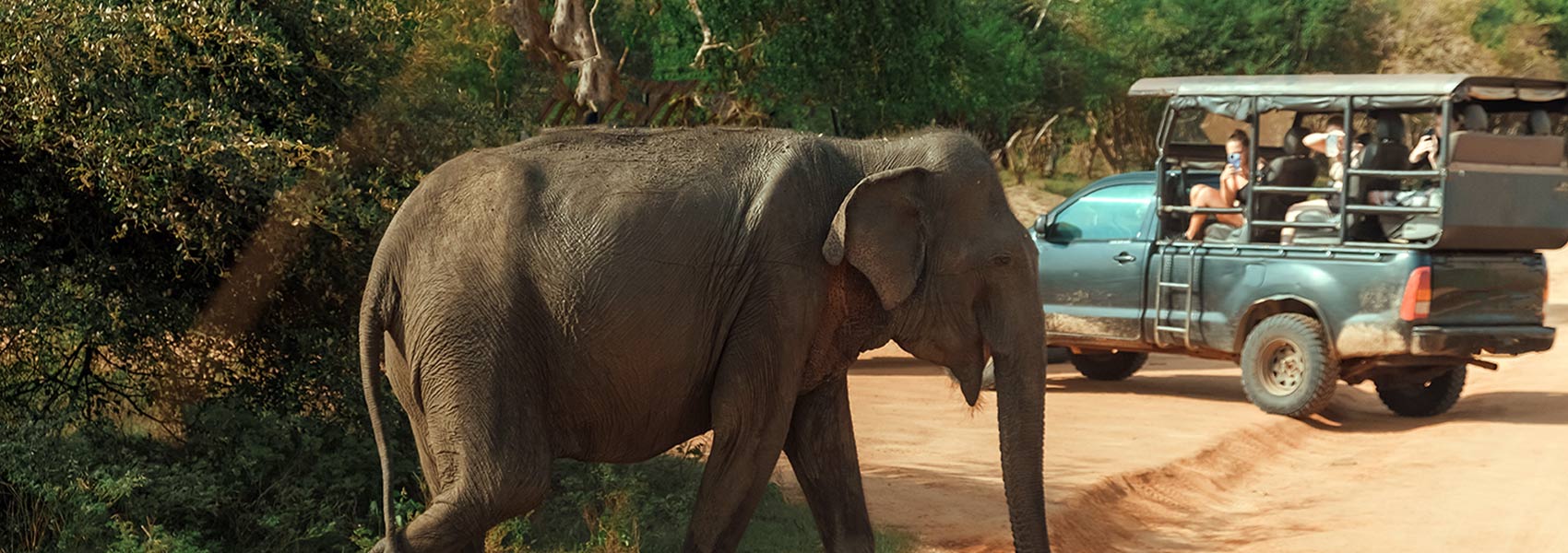 Wildlife Family Journey