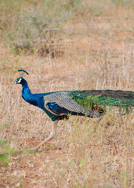 Wildlife Safari
