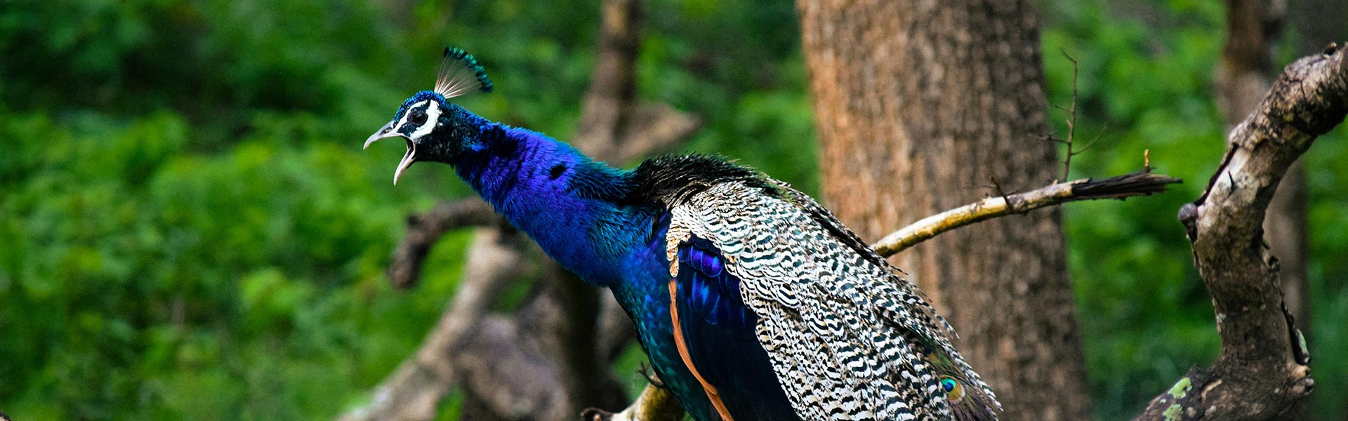 Guided Bird-Watching