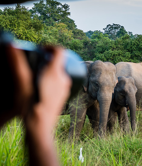 Things to Do in Yala