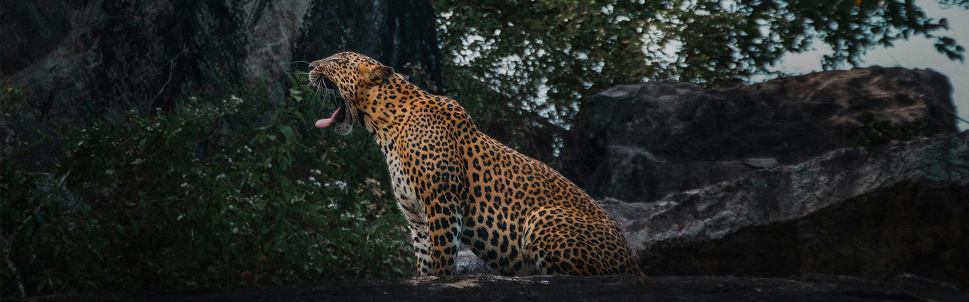 Wildlife Family Journey