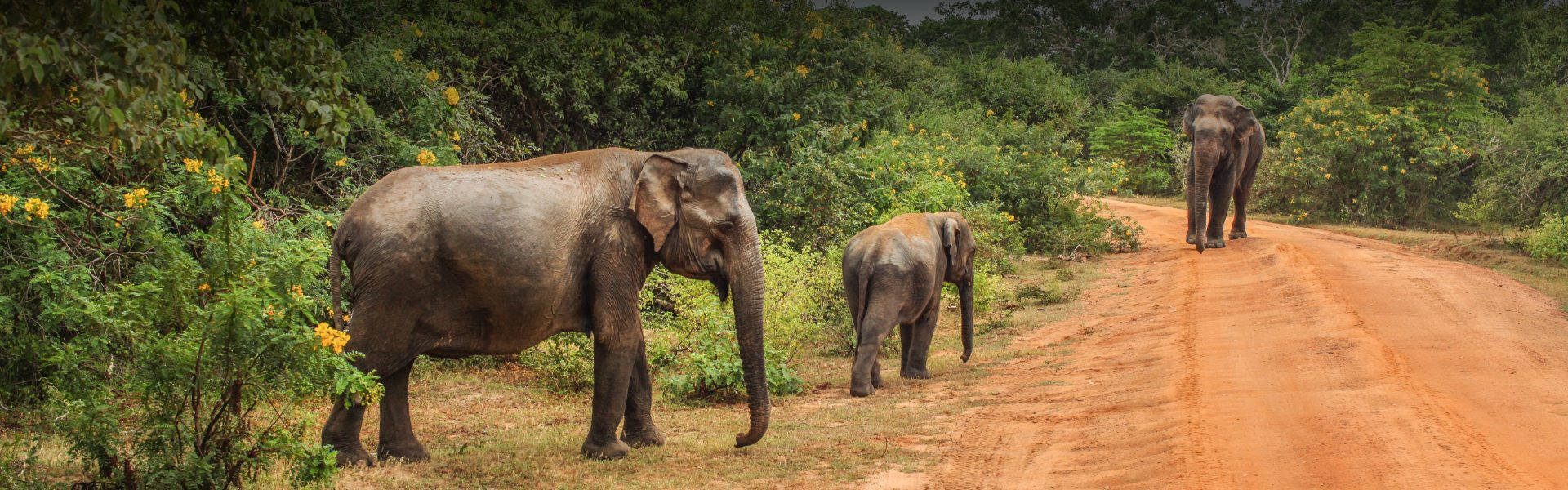 An escape to the wild with ADDED PRIVILEGES – Enjoy 55% Off Your Stay